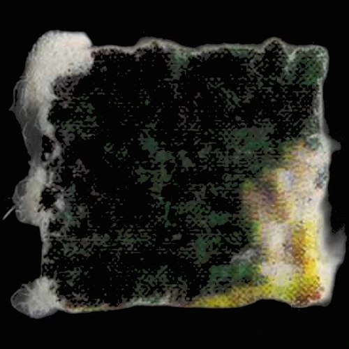 DOC (2mg)-pille