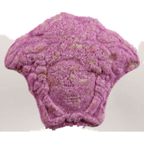 Piolla Versace