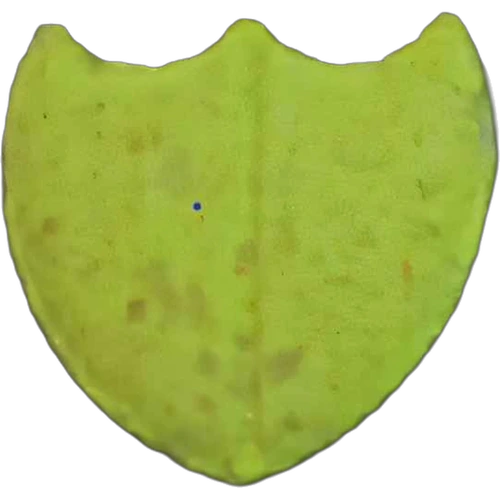 Piolla Dom — 2