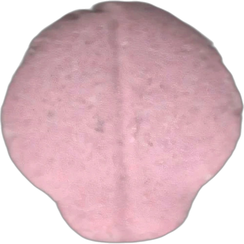 Tableta Mushroom — 2