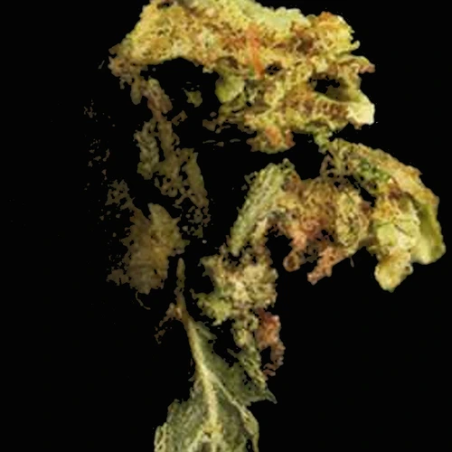 Comprimido Crystals