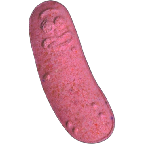 Pickle Rick-pille