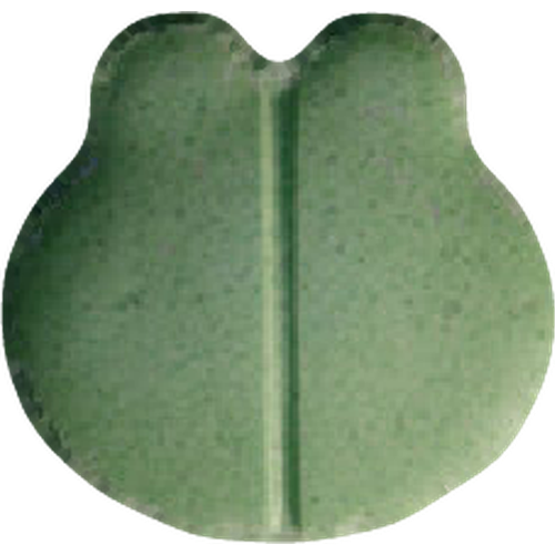 Pillola Frog — 2