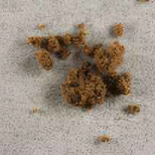 Delta-8-THC; THC; CBD — Switzerland
