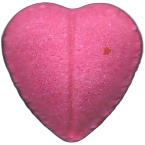 גלולת Heart — 2