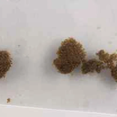 Delta-8-THC; THC; CBD — Suiza