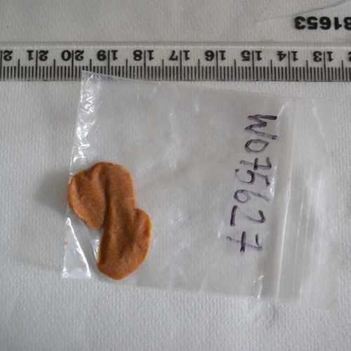Psilocin — Adur; Arun; Worthing (BN14), England