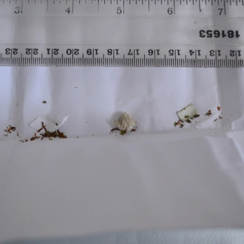 THC; CBG — Mm3, United Kingdom