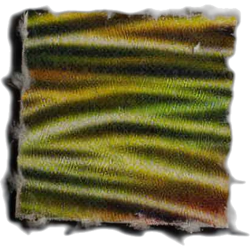 Piolla LSD — 2