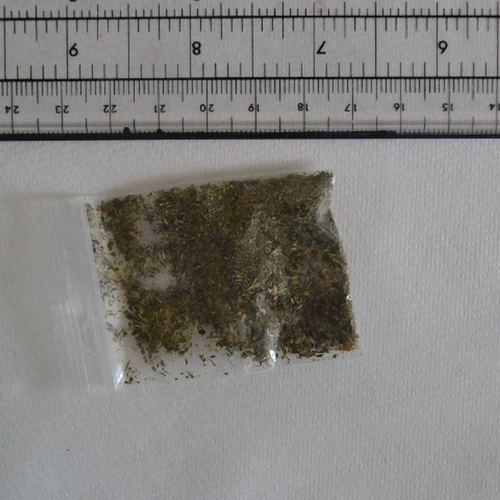 Catnip pill — 20260428ENo5t — Darlington (DL3), England