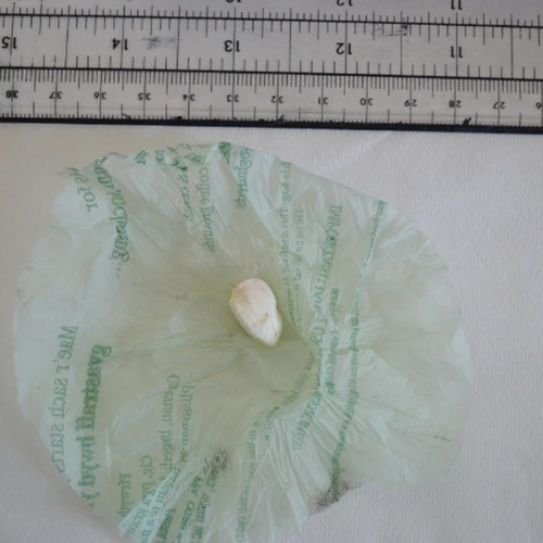 Amphetamin pill — Amphetamine; Caffeine — United Kingdom