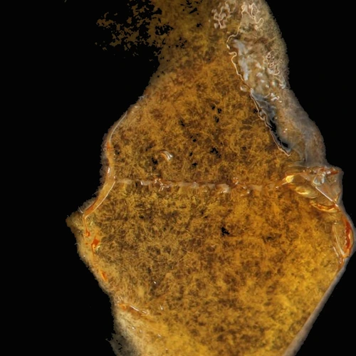 Cannabis Mit Delta 8 THC pill — Freies CBD (0.4%); CBD (0.4%); CBN (0.2%); Freies THC (44.6%); THC (44.6%); Delta-8-THC — Zürich, Switzerland