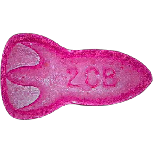 Tabletka NASA, 2C-B — 2