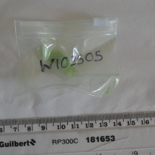 MDMA — Basildon; Chelmsford; Rochford (SS11), England