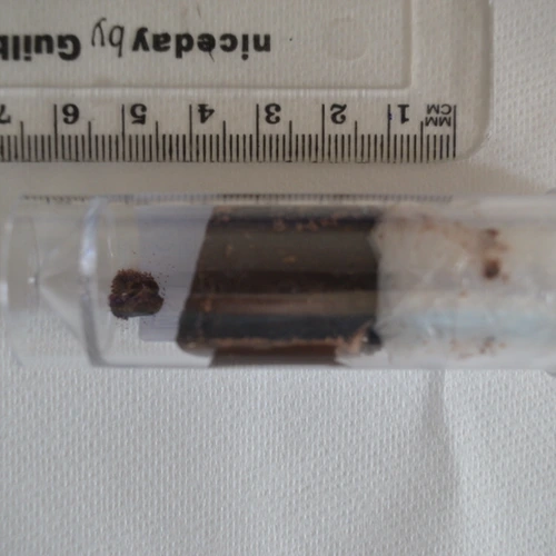 Pillola Love Bites Chocolate Bar — Psilocin — Fife (KY7), Regno Unito