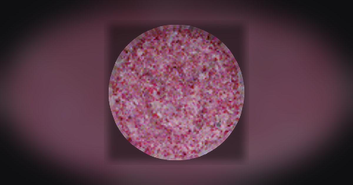 Tulpe