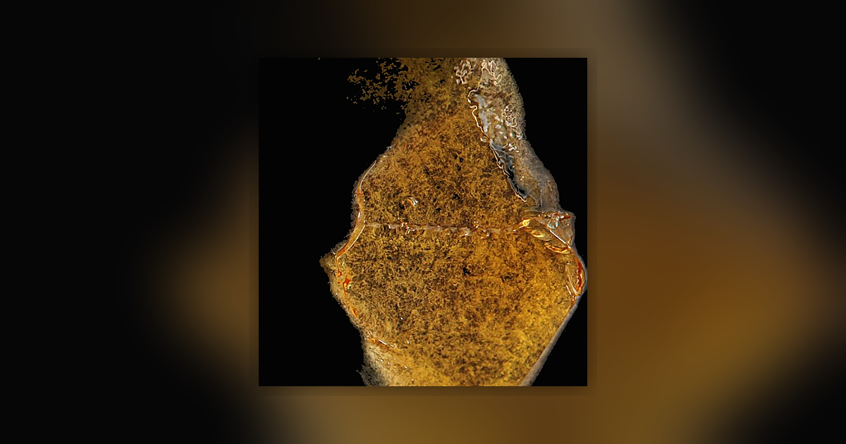 Cannabis Ol Mit Delta 8 THC