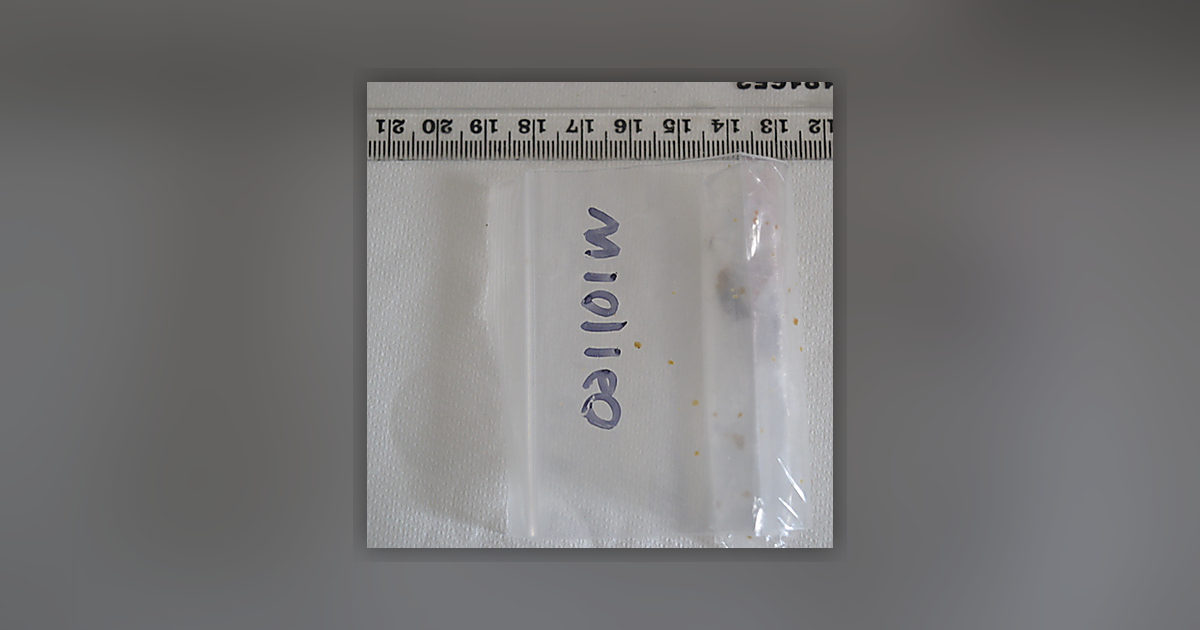 Zerbert Piatella
