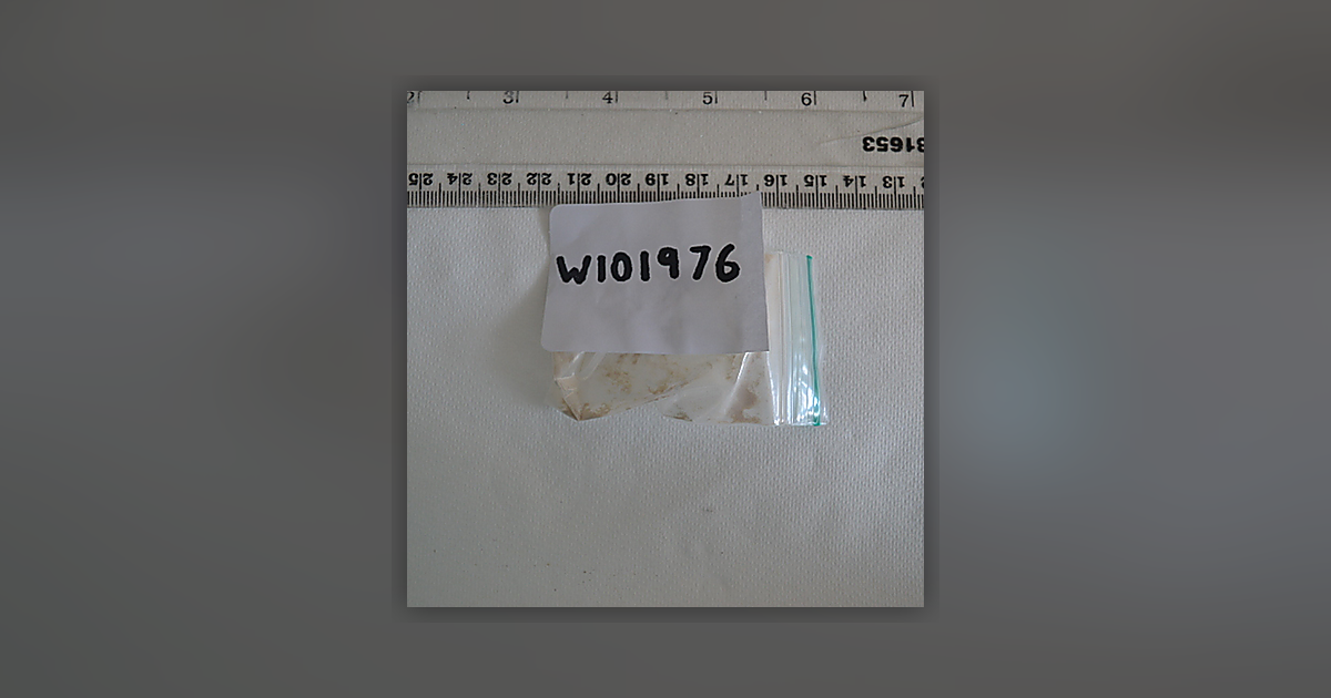 Acetylcodeine; Caffeine; Heroin; 6-MAM