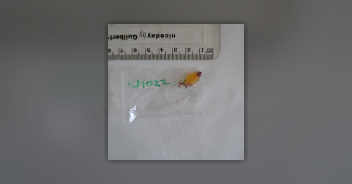 THC Gummies