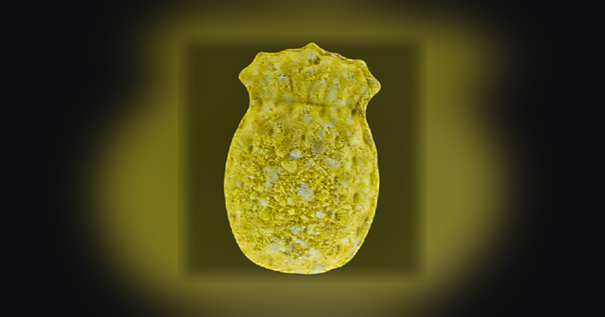Ananas