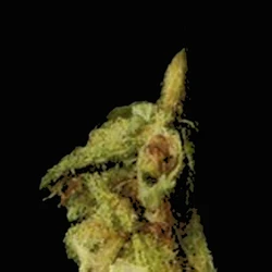 Brown Crystals pill — 5F-MDMB-PICA; CBD; THC — Zürich, Switzerland