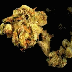 Yellow Crystals pill — AM-694; CBD; MDMB-4en-PINACA; THC — Zürich, Switzerland