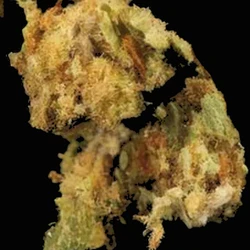 Brown Crystals pill — CBD; MDMB-4en-PINACA; THC — Zürich, Switzerland