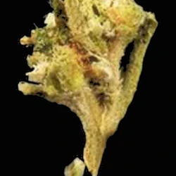 Yellow Crystals pill — CBD; MDMB-4en-PINACA; THC — Zürich, Switzerland