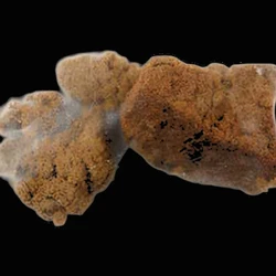 Brown Crystals pill — 4F-MDMB-BICA; ADB-4en-PINACA; CBD; Delta-8-THC; MDMB-4en-PICA; THC — Zürich, Switzerland
