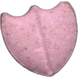 Tabletė Shield — 2