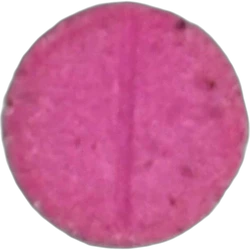 Rolex pill — 2