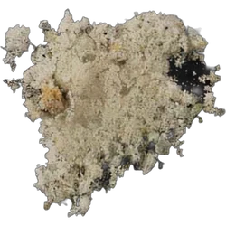 Таблетка Crystals