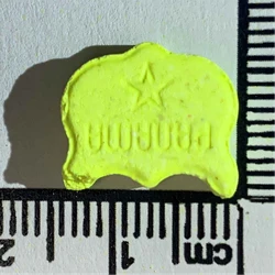 Panama, Owl-pil — 2