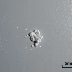 Таблетка Mescaline