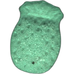 Blue Pina ecstasy pill (XTC) — MDMA 143mg — Barcelona, Spain