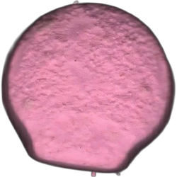 Pink Super Mario ecstasy pill (XTC) — 2C-B 10mg — Barcelona, Spain