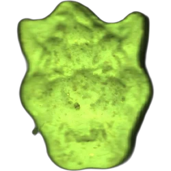 Yellow Bowser ecstasy pill (XTC) — MDMA 238mg — Barcelona, Spain