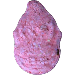 Pink Dk ecstasy pill (XTC) — MDMA 206mg — Innsbruck, Austria