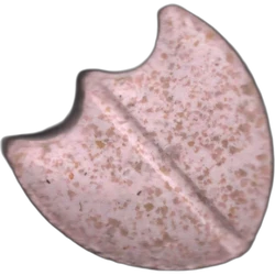 Comprimé Dom Perignon — 2