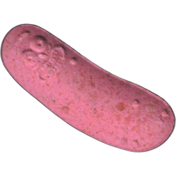 Pickle Rick-pil