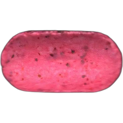 Pink Unknown pill — MDMA 24µg; Ketamine; LSD 113µg — Burgos, Spain