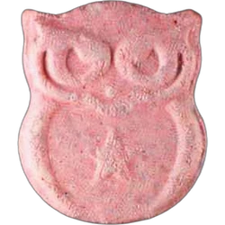 Pastilla Owl, Panama 2. — 2