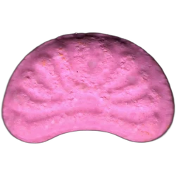 Pink Sunrise ecstasy pill (XTC) — MDMA 197mg — Madrid, Spain