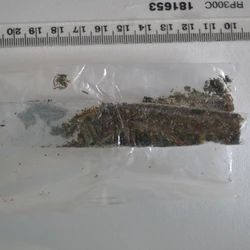 Green No pill — MDMB-4en-PINACA; MDMB-INACA; Nicotine — Plymouth (PL1), England