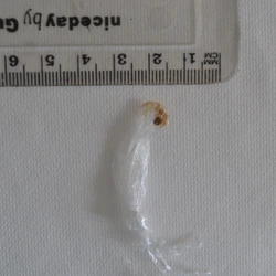 Brown MDMA ecstasy pill (XTC) — MDMA — Mid Suffolk, South Norfolk (IP21), England