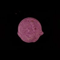 https://www.saferparty.ch/warnungen/wolf-mdma-l2342