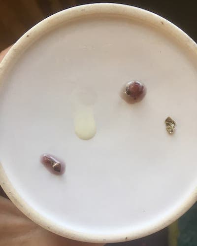 Dried Psilocybe cubensis with Ehrlich reagent, after ten minutes