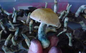 Blue bruising on pyslocybin mushrooms