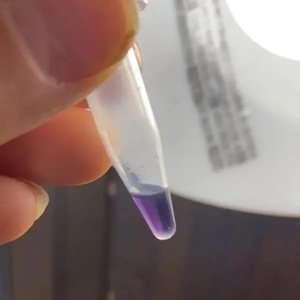For various reasons, such as composition of blotter paper or gel used as LSD carrier, but perhaps also due to sample potency, the Hofmann reagent result can sometimes look more purple than blue. This is a fairly common occurance and should be still considered a positive test result, indicating the presence of a lysergamide, such as LSD.